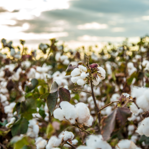 differences between conventional cotton and organic cotton